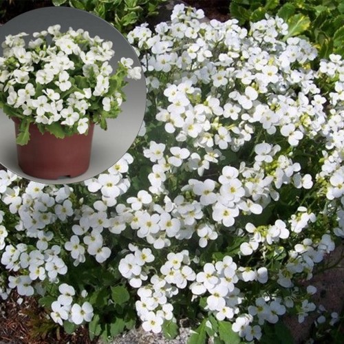 Arabis caucasica 'Little Treasure White' - Kaukaasia hanerohi 'Little Treasure White' P11/0,75L